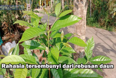 Fakta atau Mitos! Asam Urat Tinggi Bisa Sembuh Hanya Dengan 3 Daun Ini Loh..