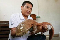 Salamander Hewan Amfibi Terbesar Dunia, Habitat Terancam Punah, Ini Penyebabnya!