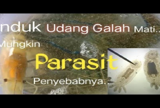 Mengenal 5 Penyakit yang Sering Menyerang Udang Galah pada Budidaya Tambak, No 3 Bahaya Banget!