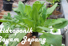 Ide Bisnis, Cara Memulai Usaha Sayur Bayam Hidroponik Skala Rumahan yang Menguntungkan Dengan Modal Minim