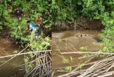 IRT Tewas Diterkam Buaya di Simeulue saat Cari Kerang, Kini Buaya Berhasil Ditangkap!