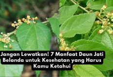 Jangan Lewatkan! 7 Manfaat Daun Jati Belanda untuk Kesehatan yang Harus Kamu Ketahui
