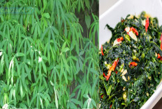 Manfaat Luar Biasa Daun Singkong untuk Kesehatan, Terdapat 6 Hal Menarik dan Fakta Ilmiah