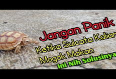 Info Ternak, 7 Faktor Penyebab Kura-Kura Sulcata Menolak Makan, Apa Bisa Menyebabkan Kematian?
