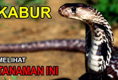 5 Tanaman yang Ampuh Untuk Mengusir Ular dari Rumahmu, Yuk Simak Apa Aja?