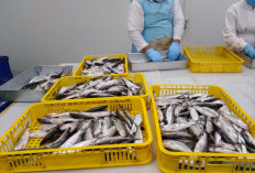 BSI Siapkan Rp 17 Miliar untuk KUR Syariah, Ini 3 Daerah Tertinggi Penyerap KUR