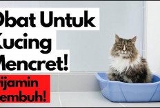 4 Cara Mengobati Kucing yang Mencret yang Dapat Kamu Lakukan Sendiri di Rumah, Apa Aja?