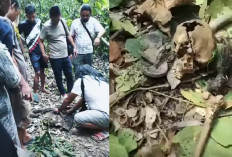 Tulang Tengkorak Kepala Manusia Dalam Karung Gegerkan Warga Bayung Lencir, Diduga Korban Pembunuhan