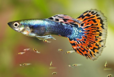 Masih Pemula atau Sibuk Dengan Pekerjaan, Tapi Ingin Adopsi Hewan Peliharaan? ini 4 Rekomendasinya Untukmu...