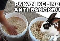 Wajib Tau! Ampas Tahu Sebagai Pakan Alternatif Untuk Kelinci, Gak Perlu Repot-repot Ngarit Lagi