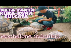 Info Ternak, 8 Fakta Menarik Seputar Kura-Kura Sulcata, No 2 Pasti Bikin Kamu Kaget!