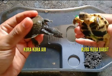 Apa Sih Perbedaan Antara Kura-kura Air dan Darat? Begini 5 Caranya...