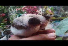 Kicau Mania Gak Perlu Khawatir, Gini Cara Mengobati Kutilang Lumpuh Jamin 100 Persen Ampuh! Buktikan Sendiri..