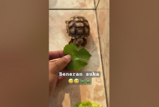 Info Ternak, 4 Manfaat Daun Anggur untuk Pakan Kura-Kura Sulcata