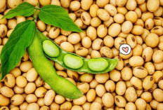 Gimana Ngga Impor Terus, Sentra Kedelai di Daerah Ini Kini Berubah Fungsi Jadi Lahan Tambang dan Kebun Sawit 