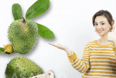 Benarkah Mengkonsumsi Buah Sirsak Dapat Menghilangkan Berbagai Penyakit? Berikut ini Manfaat dan Kandungannya