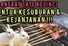 Info Ternak, Manfaat Daging Kelinci Bagi Manusia, Salah Satunya Bisa Bikin Subur! Buktiin Deh...