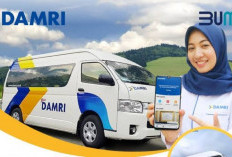 Lulusan S1 Merapat! Lowongan Kerja BUMN Perum DAMRI untuk Posisi Desain Grafis, Cek Kualifikasi di Sini