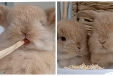 Bunny Loverz, Yuk Intip Rekomendasi 5 Pakan Agar Kelinci Cepat Beranak, Ini Rahasianya...