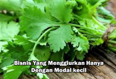Seledri! Bisnis Modal Kecil dengan Keuntungan Besar, Simak Rahasianya...