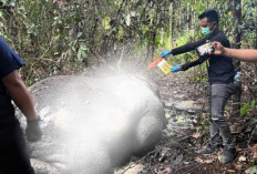 Viral! Kasus Gajah Sumatra Tewas Mengenaskan di Pelalawan, Kapolda Riau Janji Usut Tuntas  