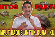 Info Ternak, Mitos Atau Fakta Kura-Kura Sulcata Boleh Makan Rumput? Gini Penjelasannya 