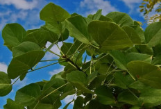 5 Manfaat Daun Dadap Bagi Kesehatan, Salah Satunya Ampuh untuk Mengobati Rematik Lho, Kuy Cobain Dirumah!