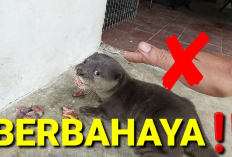 Owner Wajib Simak, Penyebab Otter Jadi Agresif dan Ganas, Salah Satunya Karena Sakit Kok Bisa? Cekidot!