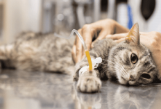 Kucingmu Mengalami Kejang-Kejang? Berikut 6 Pertolongan Pertama yang Dapat Kamu Lakukan!