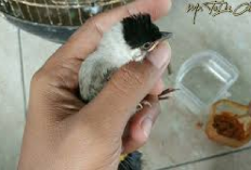 Kicau Mania Harus Tau Nih, 5 Tips Meloloh Kutilang Agar Cepat Besar, Pakan Paling Penting!