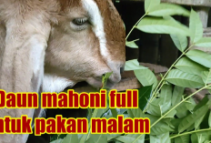 Wajib Tau! 6 Manfaat Daun Mahoni Sebagai Pakan Malam Hari untuk Kambing, Emang Kenapa?