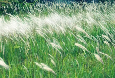 Banyak yang Belum Tau! Manfaat Kesehatan dan Cara Aman konsumsi Akar Alang-Alang, Amankah buat Ibu Hamil?