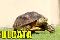 Info Ternak, 5 Ciri-Ciri Kura-Kura Sulcata Sakit, Yuk Kenali Gejala Dan Faktor Penyebabnya