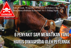 Info Ternak, Waspada 6 Penyakit Berbahaya Bagi Sapi Bisa Menyebabkan Kematian! No 1 Paling Ngeri...