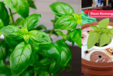 Selain Jadi Lalapan, Ini 5 Manfaat Khasiat Daun Kemangi yang Tidak Perlu Diolah, Kamu Suka Gak?