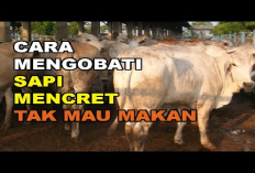 Tips Mengatasi Sapi Sakit Mencret dan Kehilangan Nafsu Makan, 9 Tindakan Efektif Dalam Penanganan Hewan Ternak