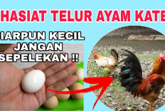 6 Manfaat Mengkonsumsi Telur Ayam Kate Bagi Kesehatan Tubuh, No 3 Pasti Kamu Ngak Nyangka!