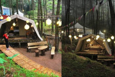 Deloano Glamping: Penginapan Mewah di Tengah Hutan Pinus Purworejo Cocok untuk Healing dan Liburan Romantis