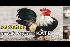 Menarik, Harga Ayam Kate Lagi 