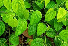 Daun Sirih, Tanaman Ajaib yang Bisa Cegah Malaria