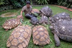 Info Ternak, List Lengkap Daftar Harga Kura-Kura Darat yang Perlu Kamu Ketahui Sebelum Adopsi, Tertarik Beli?