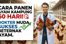 Bongkar Rahasia Ternak Ayam Kampung Panen 60 Hari, Ini Cara Sukses Raup Ratusan Juta Tanpa Takut Bau Kotoran
