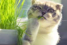 Yuk Simak! 6 Manfaat Mengkonsumsi Rumput, Nomor 1 Bisa Bikin Mata Sehat, Yakin Gak Mau Kasih?