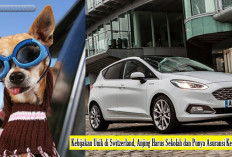 Harus Punya Akta Kelahiran? Kebijakan Unik di Swiss, Anjing Harus Sekolah dan Punya Asuransi Kesehatan