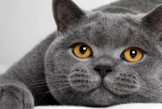 4 Fakta Unik Seputar Kucing British Shorthair, Benarkah Merupakan Salah Satu Hewan Paling Penurut?