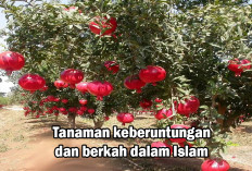 Wajib Tahu! 8 Tanaman Membawa Berkah, No 7 Sering Kita Konsumsi