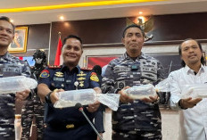 BRAVO! TNI AL Gagalkan Penyelundupan 90.800 Benih Lobster, Bernilai Puluhan Miliar, Ini Tujuannya