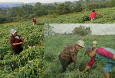 Peluang Usaha Bertani Daun Singkong: Modal Ratusan Ribu, Hasil Jutaan Rupiah