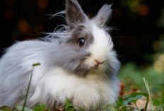 Waspada! Ini 7 Ciri-Ciri Kelinci Stres yang Wajib Diketahui Bunny Lovers, No 1 Paling Mencolok