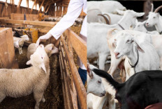 Jelang Idul Adha, Begini 5 Cara Memilih Hewan Kurban Menurut Islam Supaya Ibadah Berkah dan Sah!